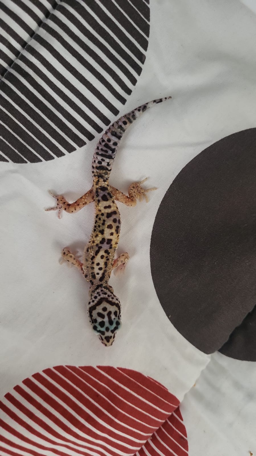 Help identify morph - Leopard Geckos - MorphMarket Reptile Community