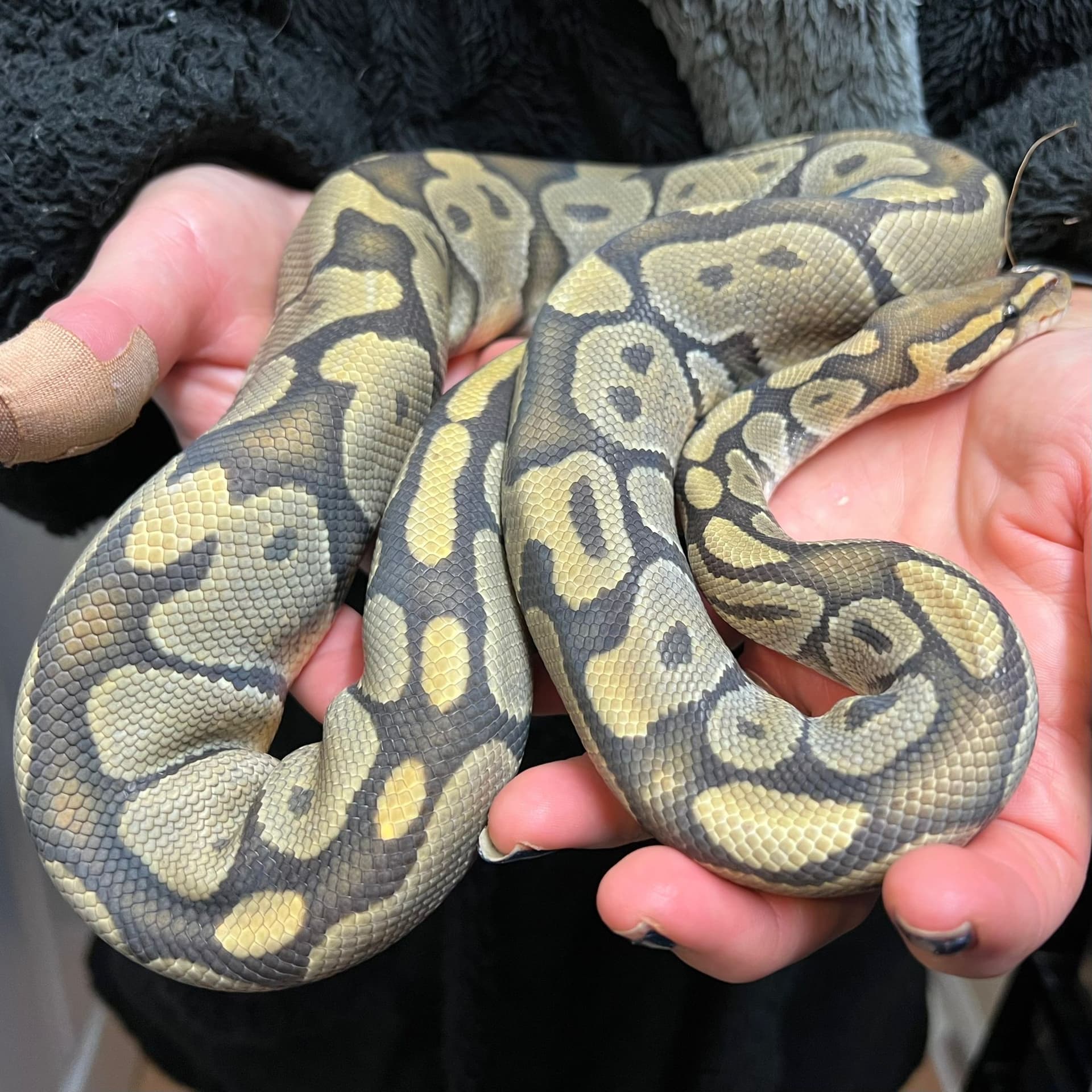 Sandstorm - Ball Python Traits - Morphpedia