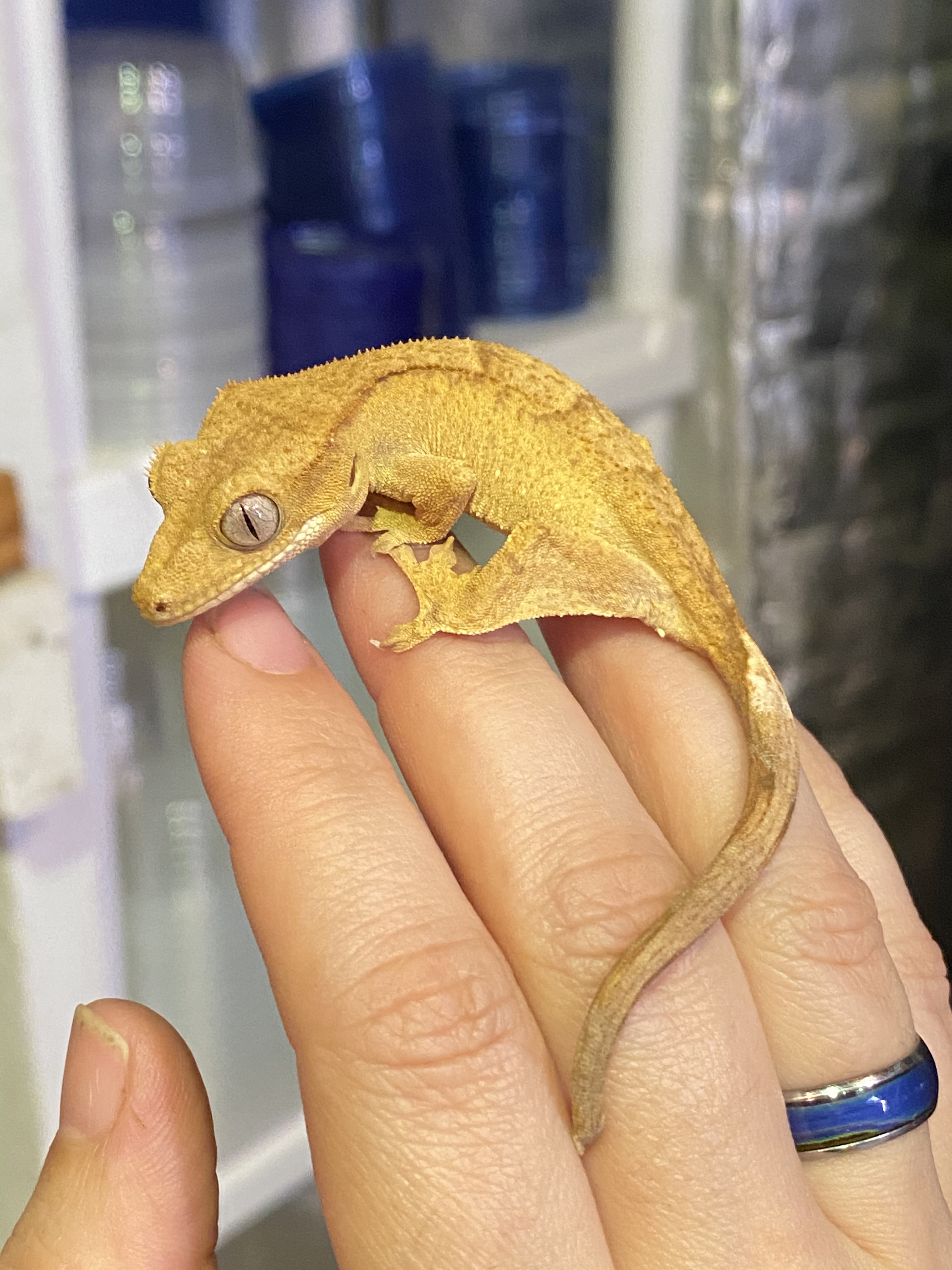 Yellow Crested Gecko by Dixie Reptiles