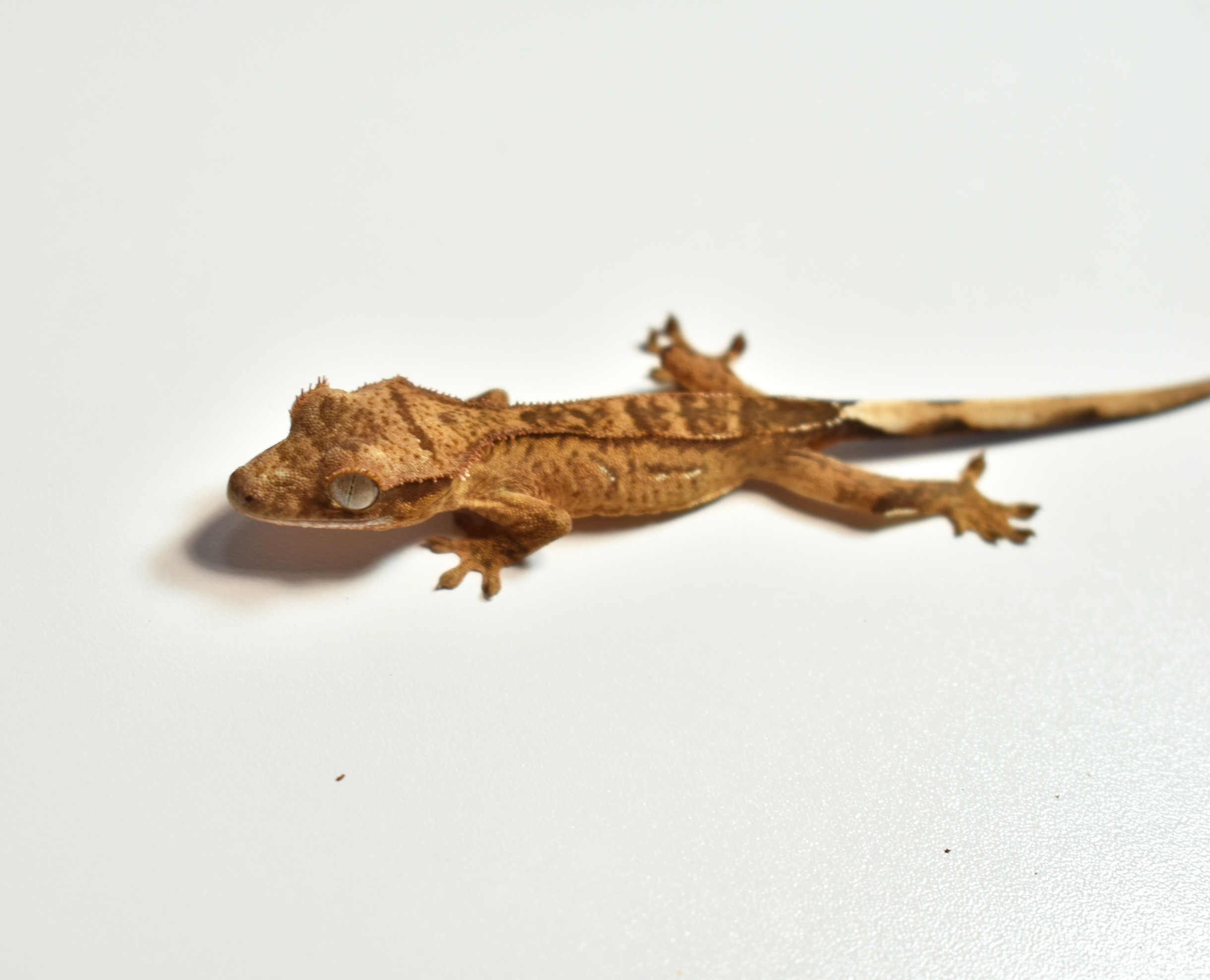 Phantom Pinstripe Crested Gecko by Bay gecko