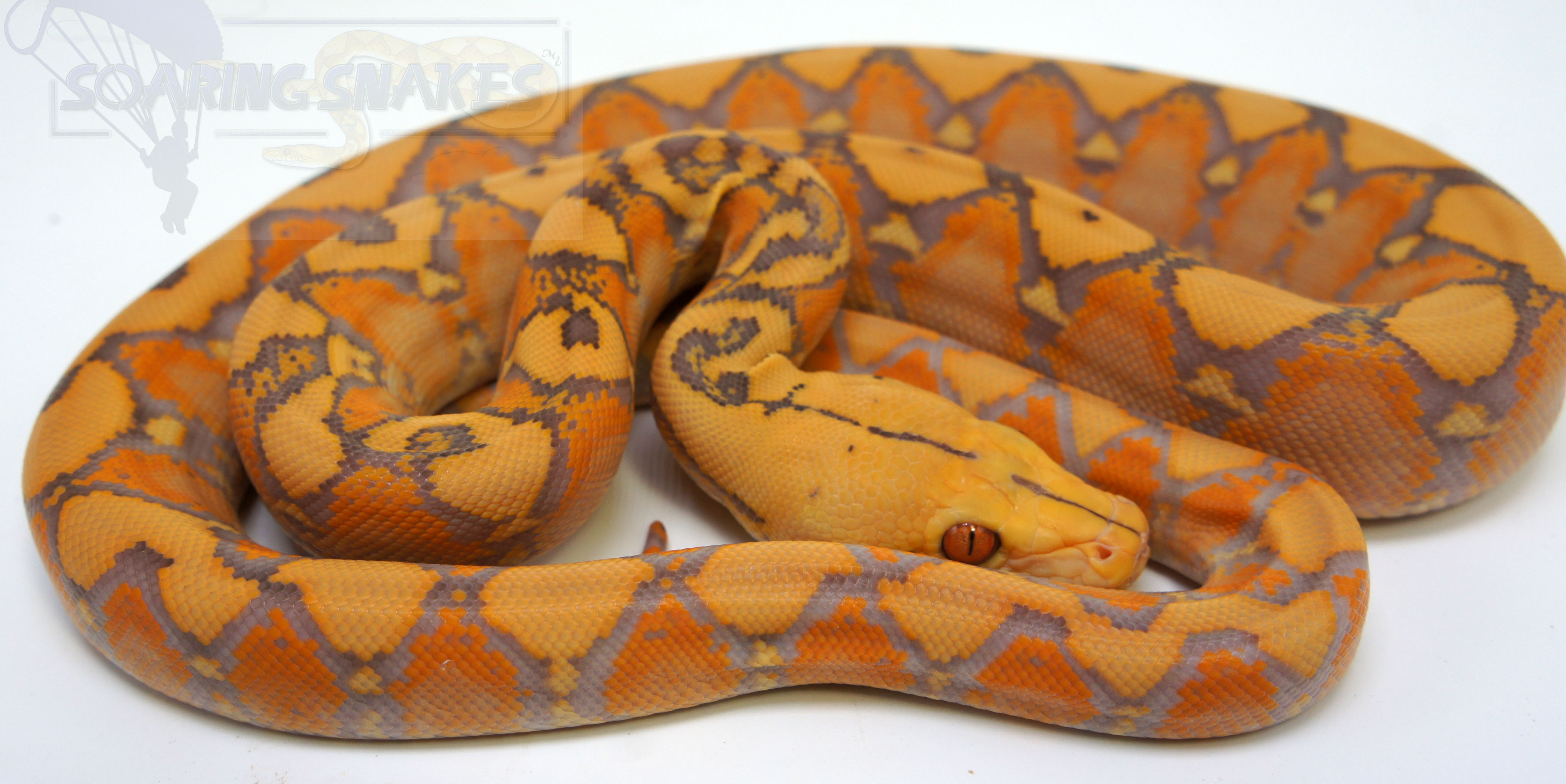Purple Albino Reticulated Python by Soaring Snakes