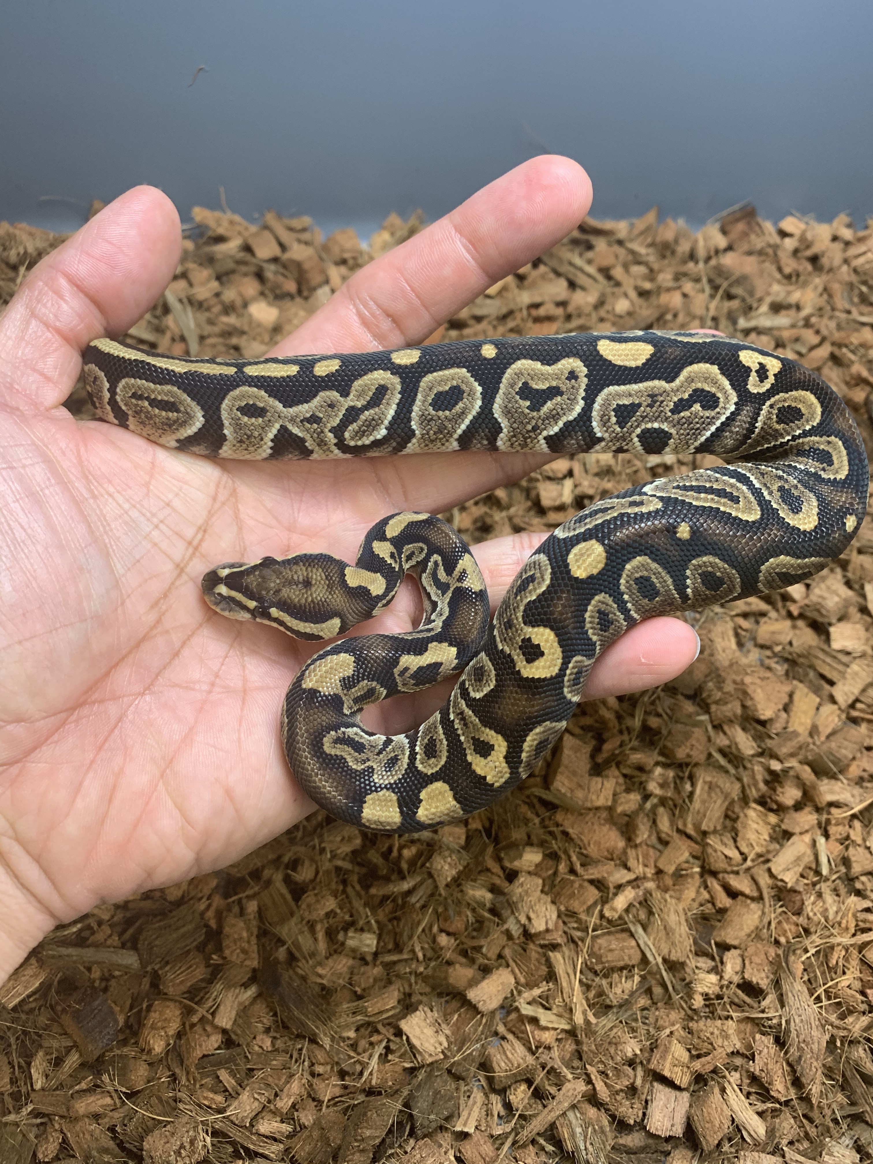 Sapphire Ball Python by TRIGG Reptiles