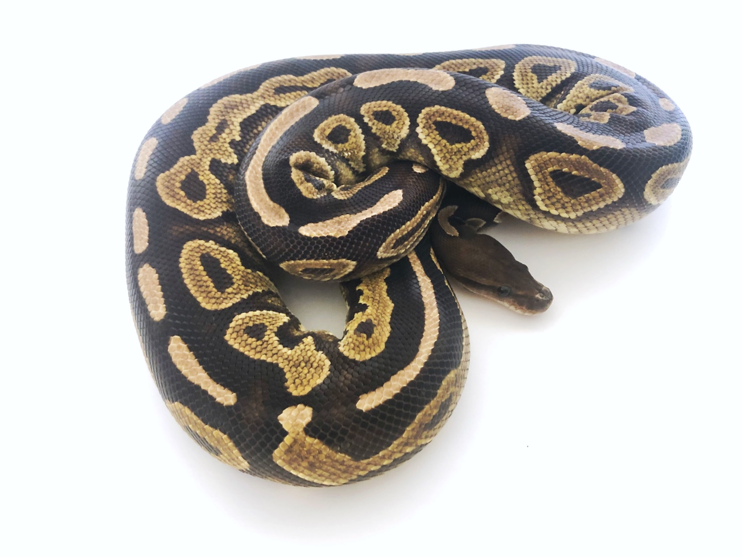 2011 Black Pastel Ball Python by Comer's Constrictors