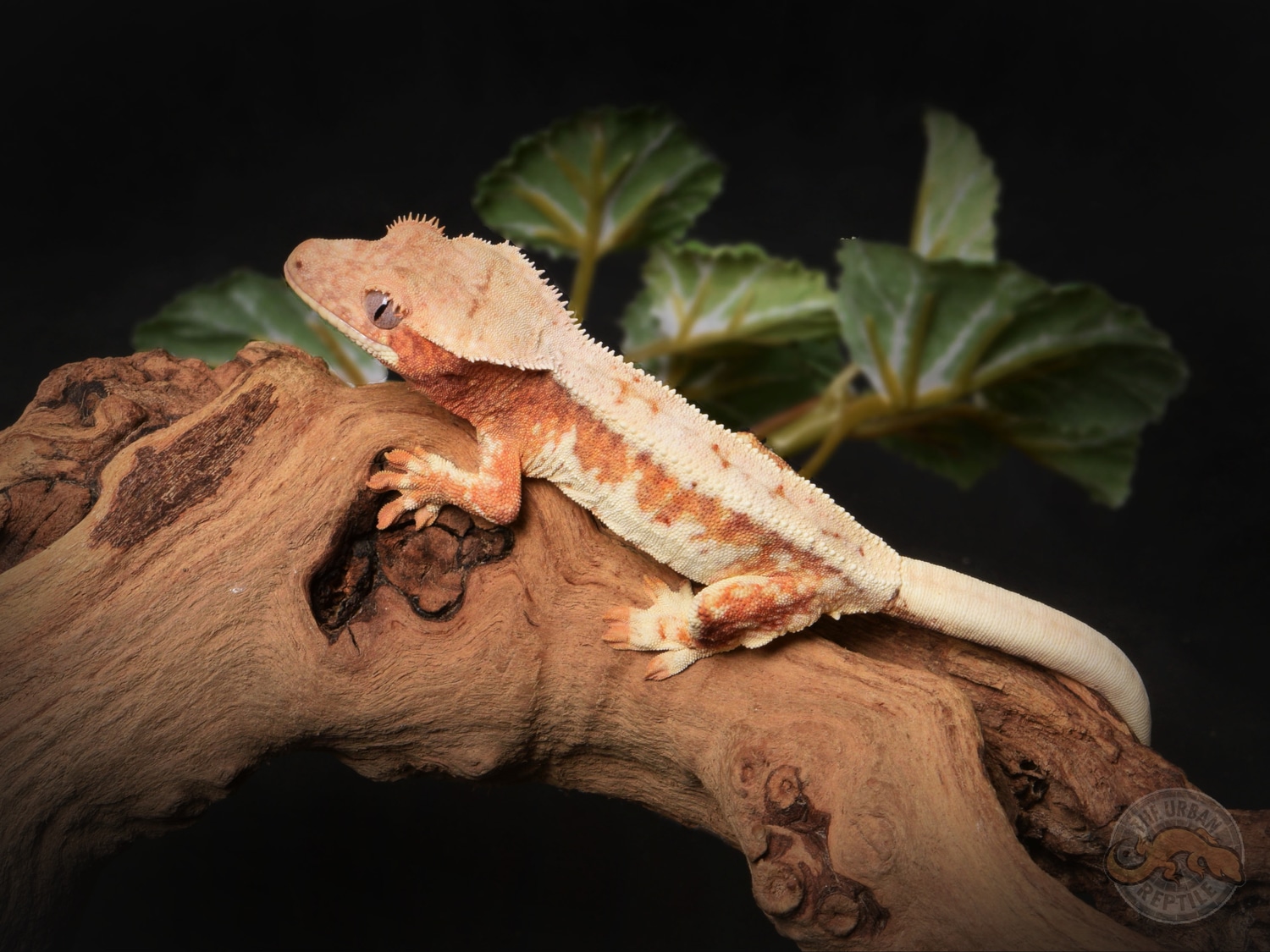 Creamsicle Lilly White Crested Gecko by The Urban Reptile