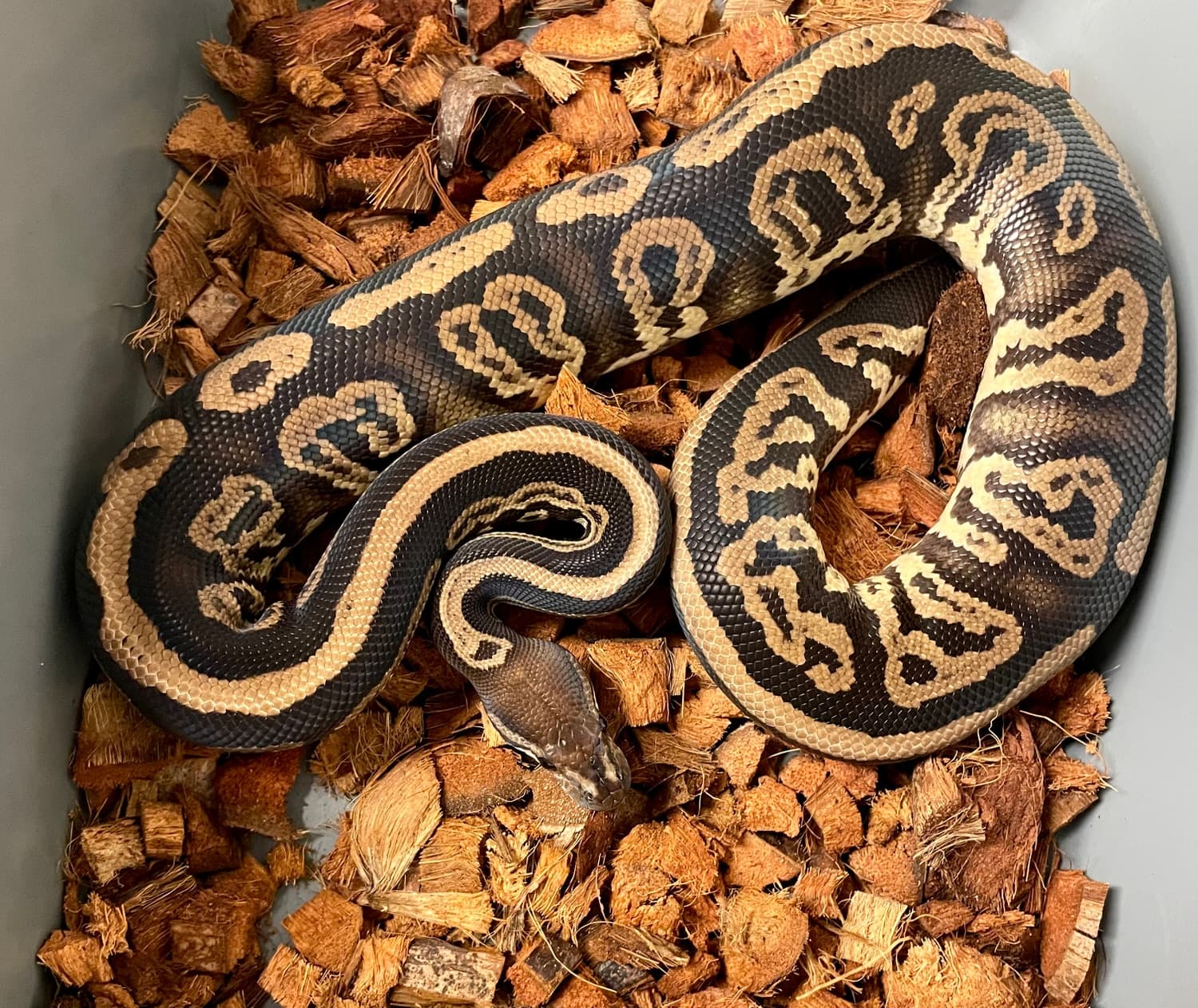 Black Pastel Confusion Het Clown Ball Python by Morphs By Design