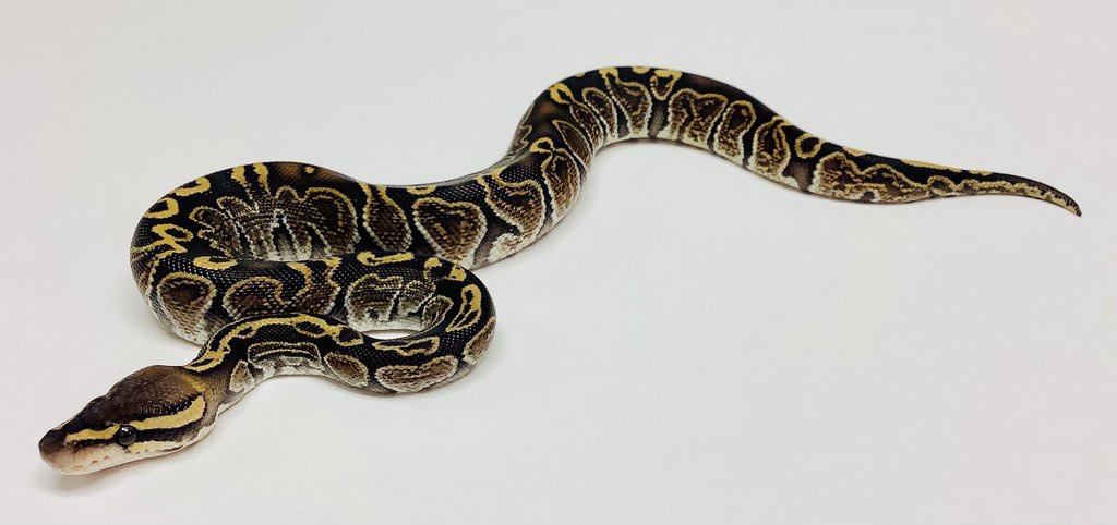 GHI Special Ball Python by BHB Reptiles