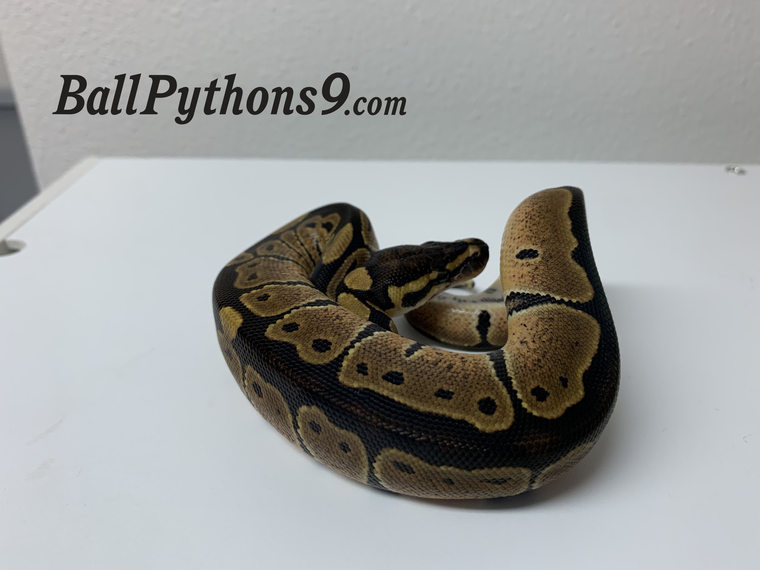 Blackback Ball Python by BallPythons9