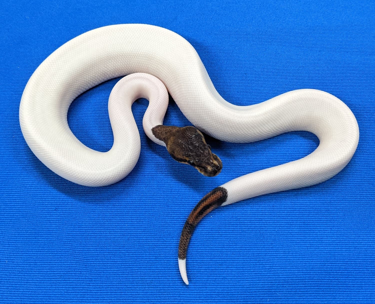 Stranger Black Pastel Piebald Ball Python by Amos Reptiles