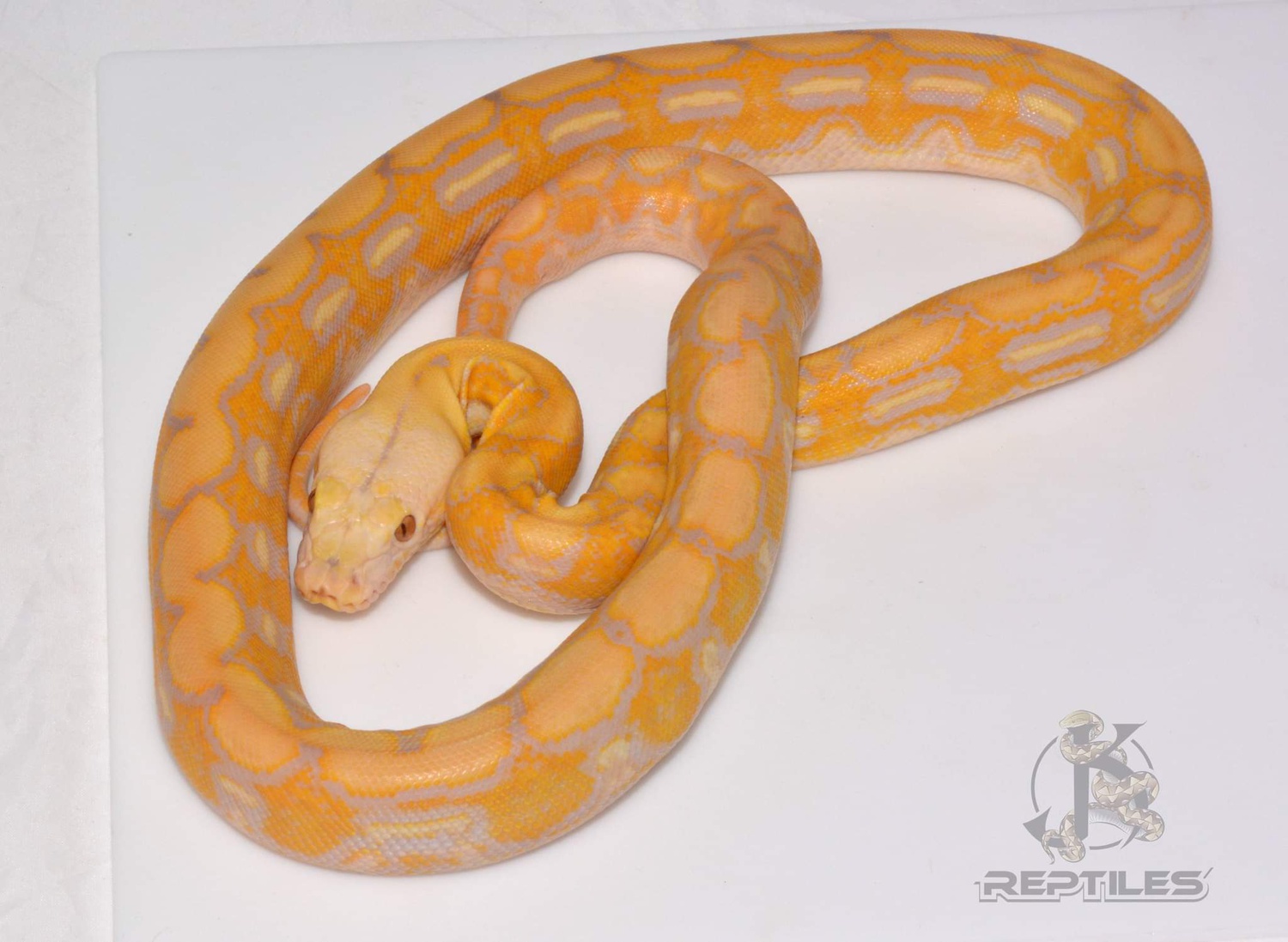 Blonde Tiger 66% Poss Het Anthrax Reticulated Python by JK Reptiles