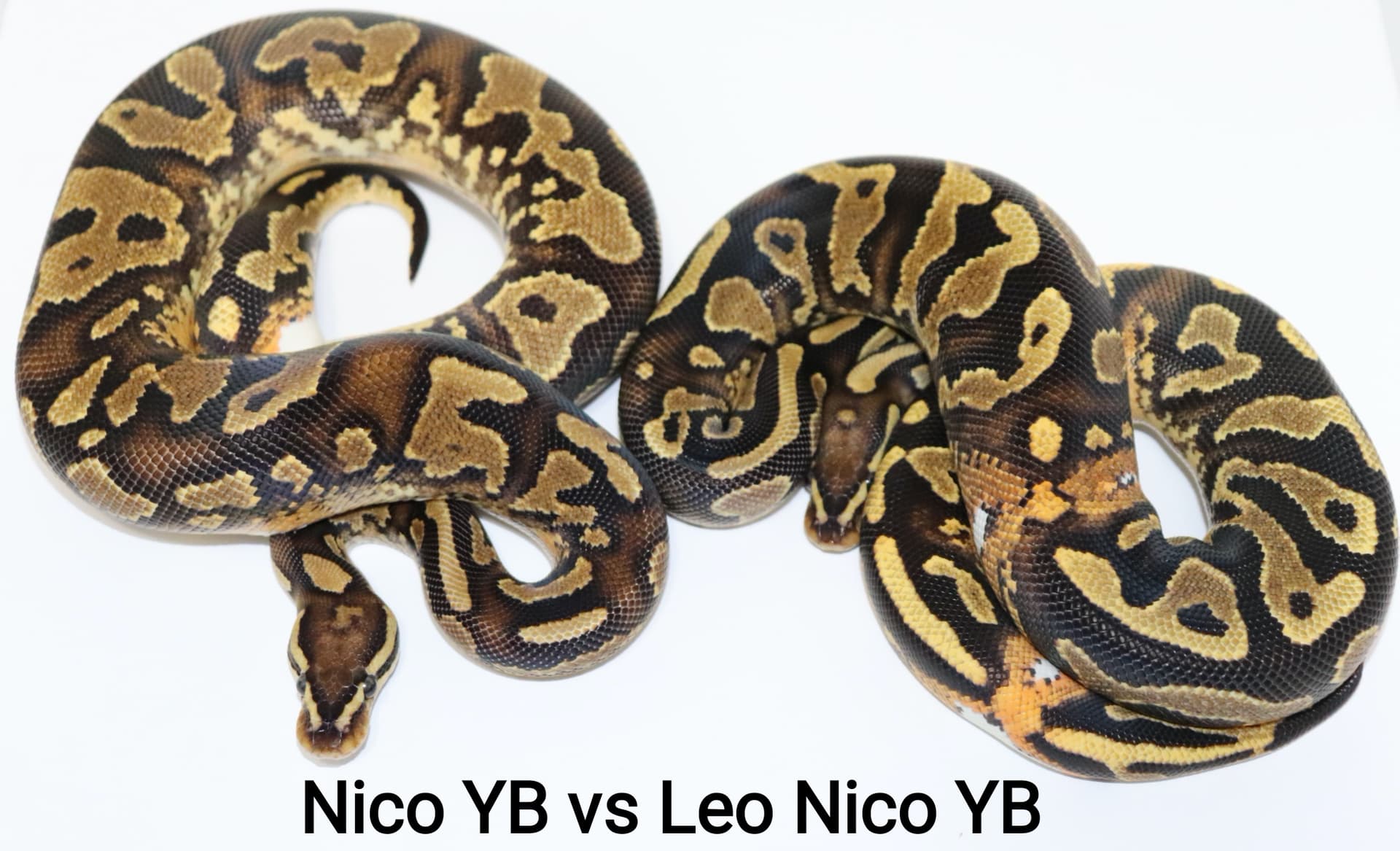 Nico YB next to a Leo YB Nico by DNJ Pythons by DNJ Pythons