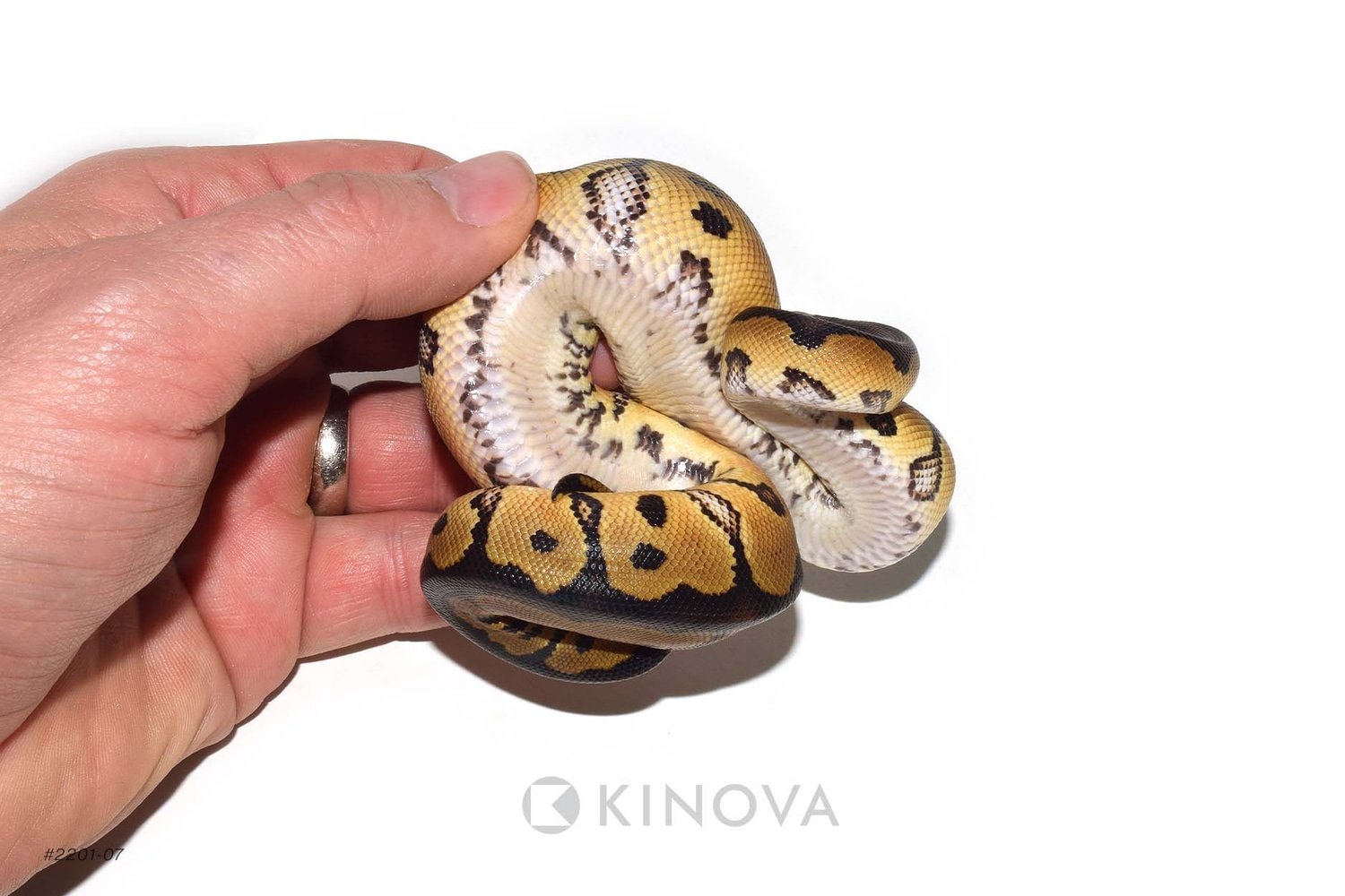 Clown Ball Python by Exotic Empire Pets - MorphMarket