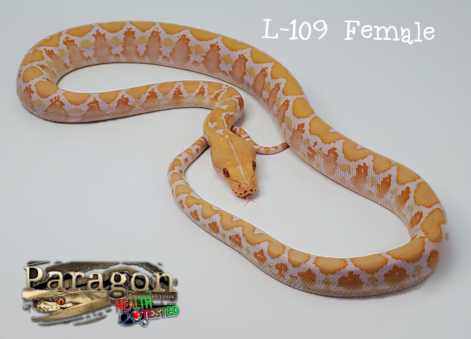 White Phase Reticulated Python by Paragon Exotics