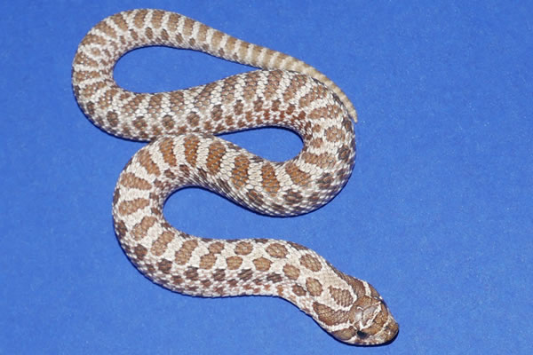 Arctic Western Hognose by Geckos Etc. Herpetoculture