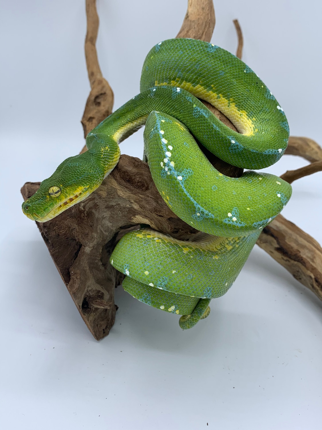 Beautiful High Blue Female Manakwari Green Tree Python by Reptile Pets Direct