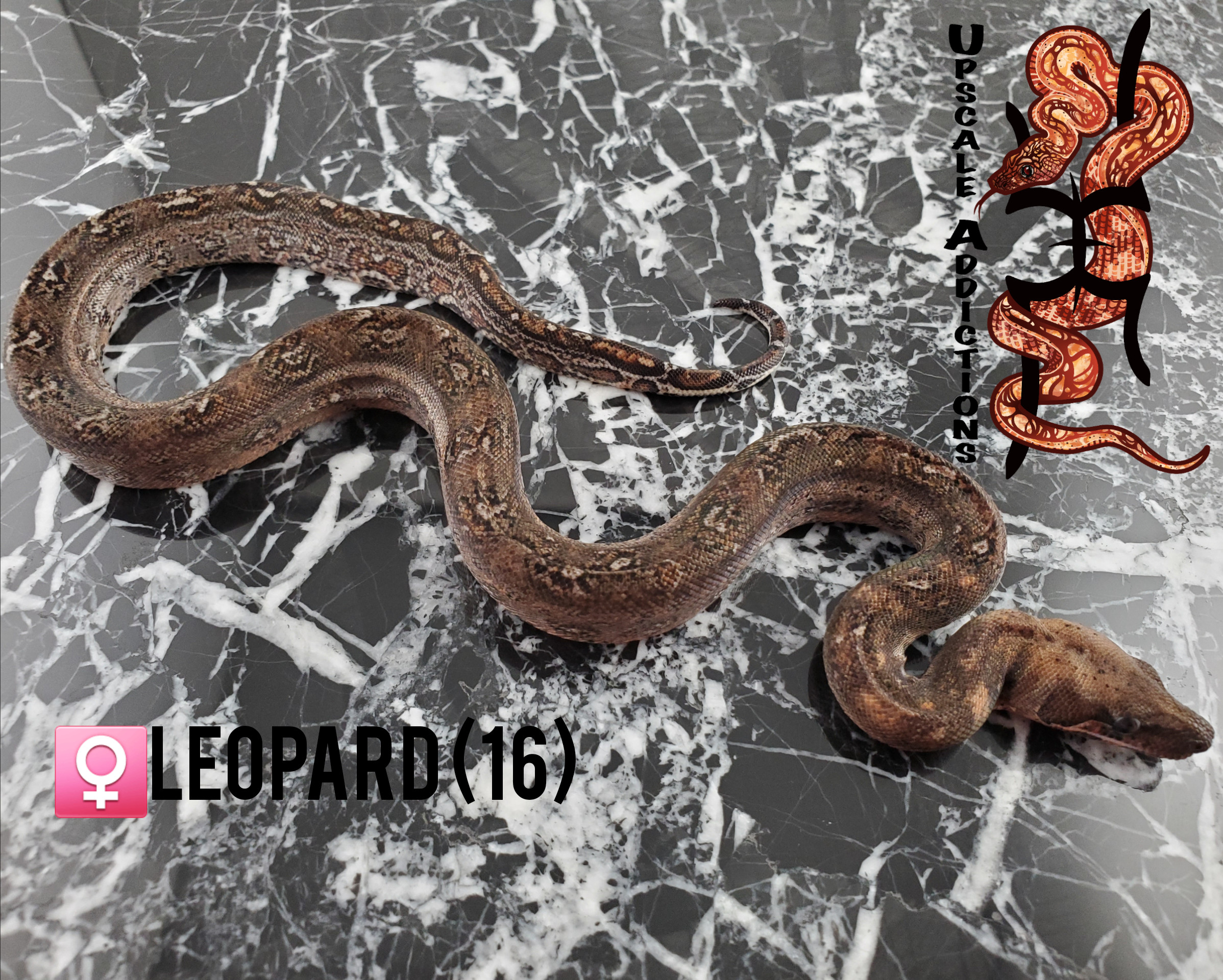 Leopard Boa Constrictor by Upscale Addictions