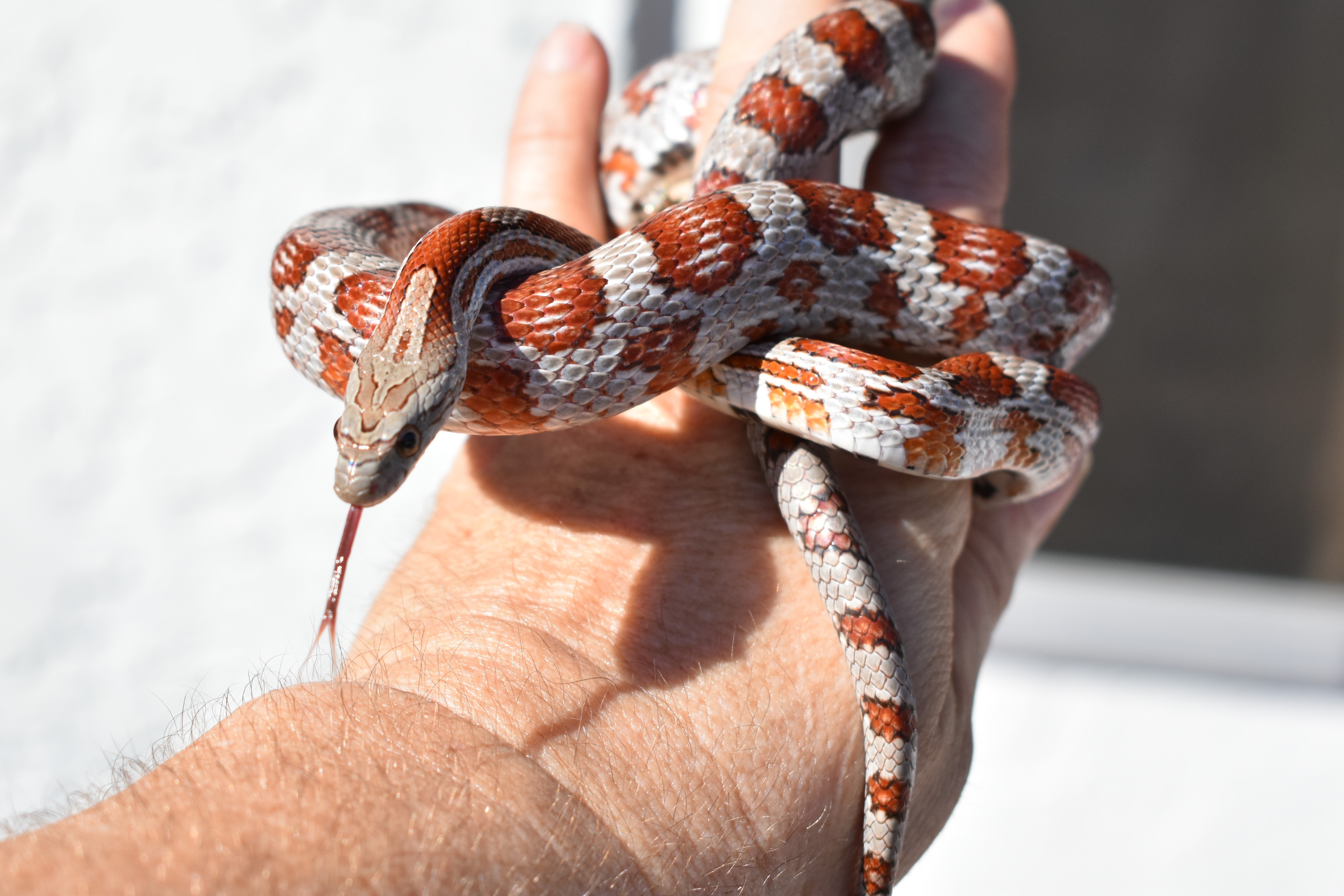 Miami Corn Snake by Gen Morphs Serpents  Exotics