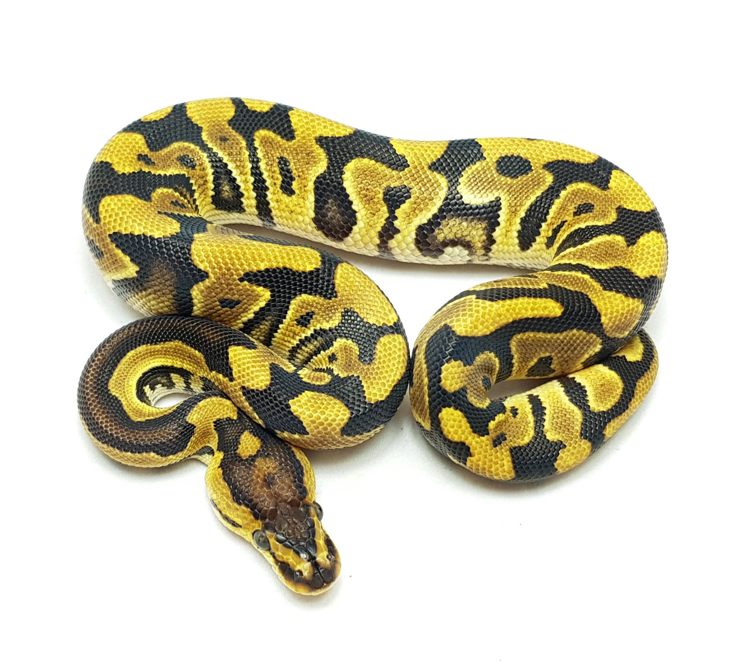 Clizmo Male Ball Python by Belgian Designer Morphs
