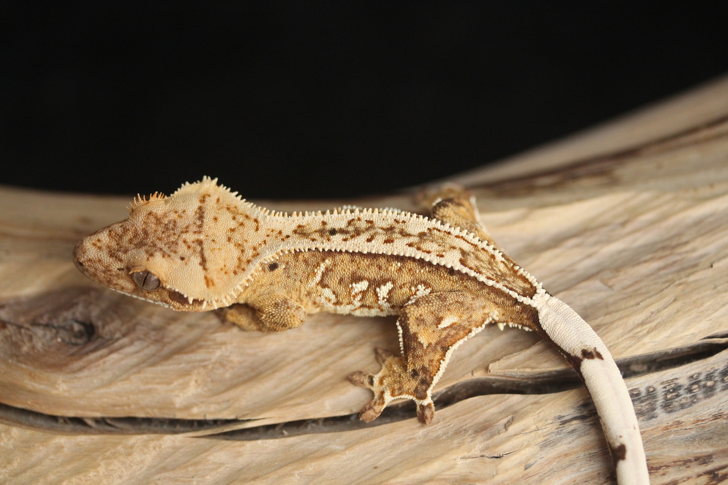 Crowned Yellow And Cream Pinstripe Male Crested Gecko by Sevachko Exotics