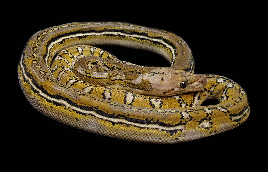 Anthrax Reticulated Python by Prehistoric Pets