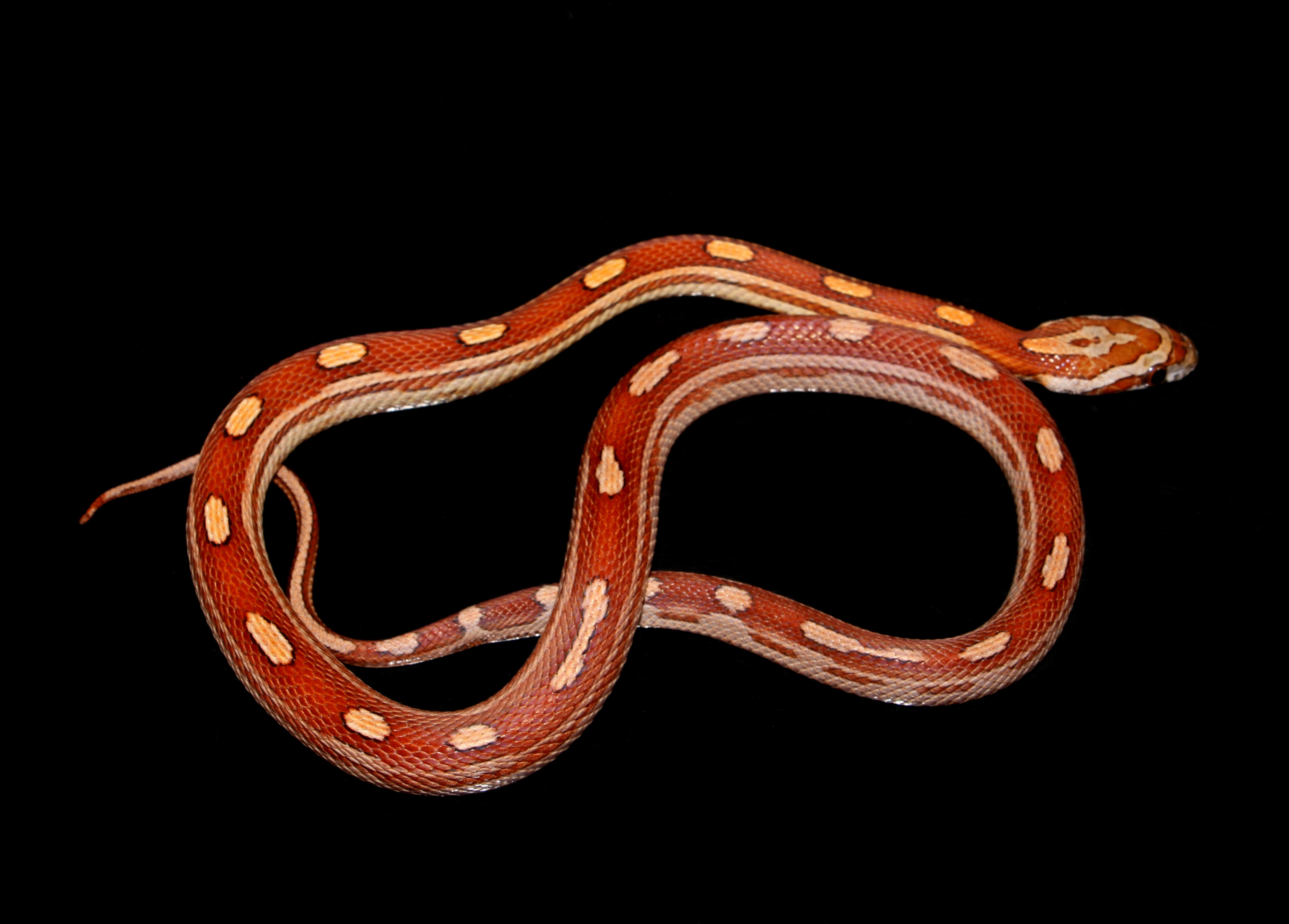 Motley Corn Snake by Darling Geckos