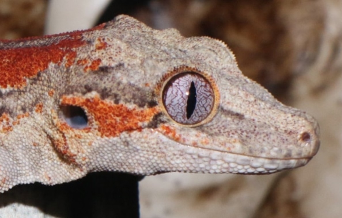 "Kraton" Red Stripe Pos Phantom Gargoyle Gecko by Gargoyle Queen Reptiles