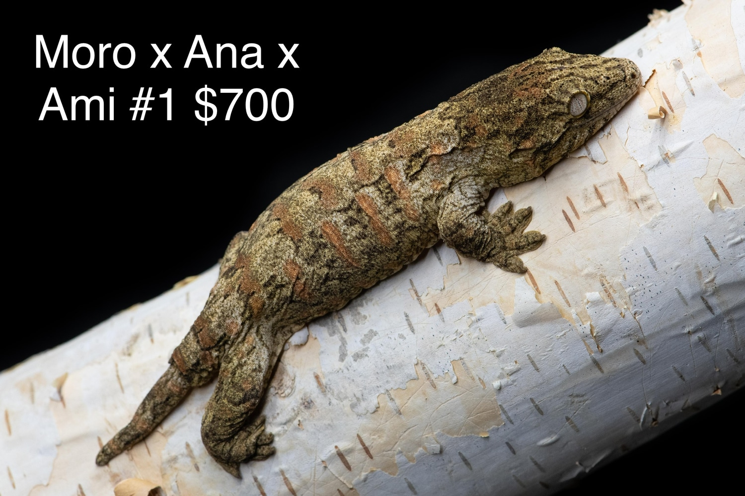 Moro X Ana X Ami #1 Leachianus Gecko by Reptzilla