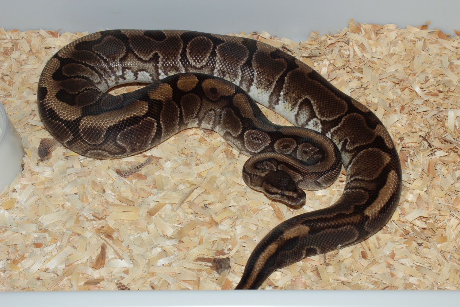PROVEN Breeder Hidden Gene Woma Female Ball Python by Reptile Frenzy LLC