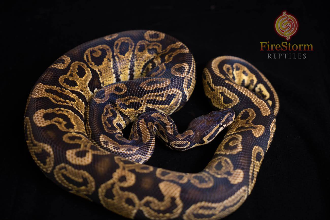 Trick Ball Python by FireStorm Reptiles