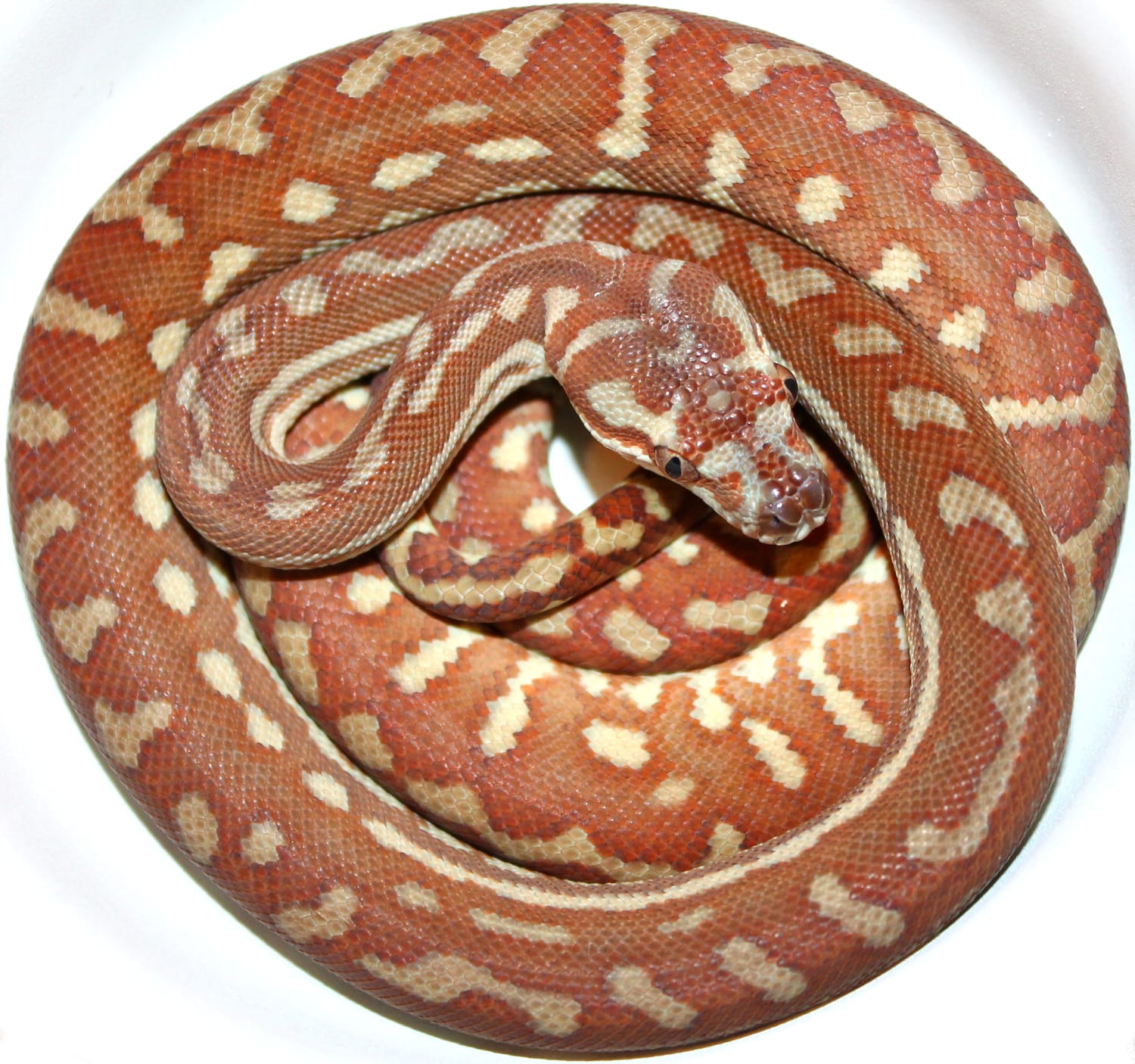 Hypo 66% Het Stripe Centralian Carpet Python by Inland Reptile