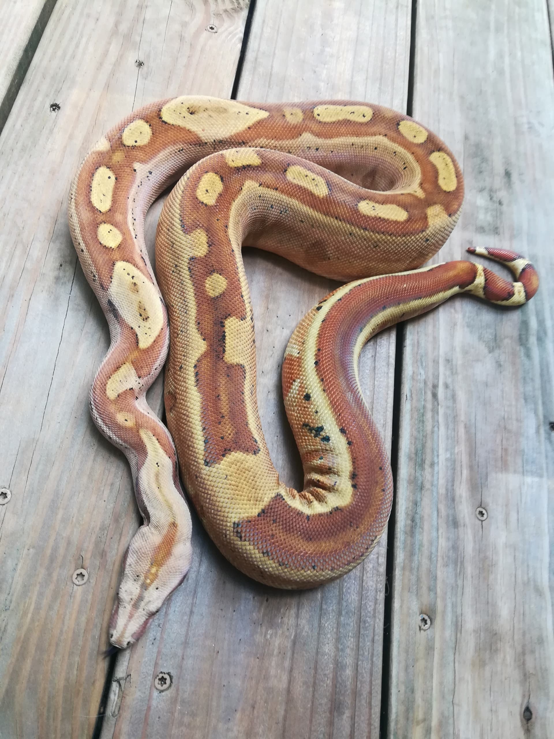 Boa Constrictor developing white spots in color? - Boa Constrictors -  MorphMarket Reptile Community