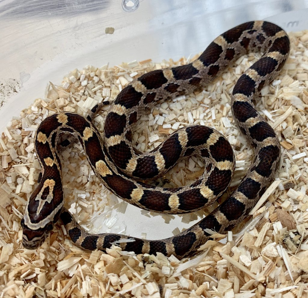 Normal Corn Snake by BHB Reptiles