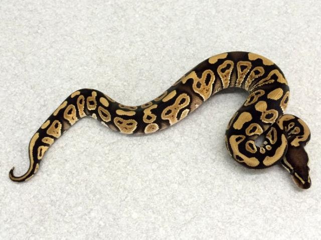 Mystic Ball Python by Royal Constrictor Designs