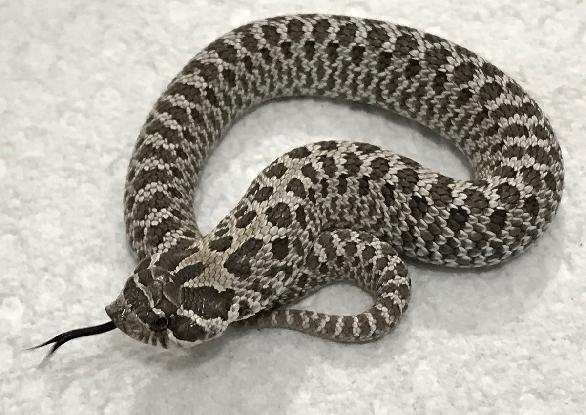Axanthic Western Hognose by Travis Whisler Reptiles