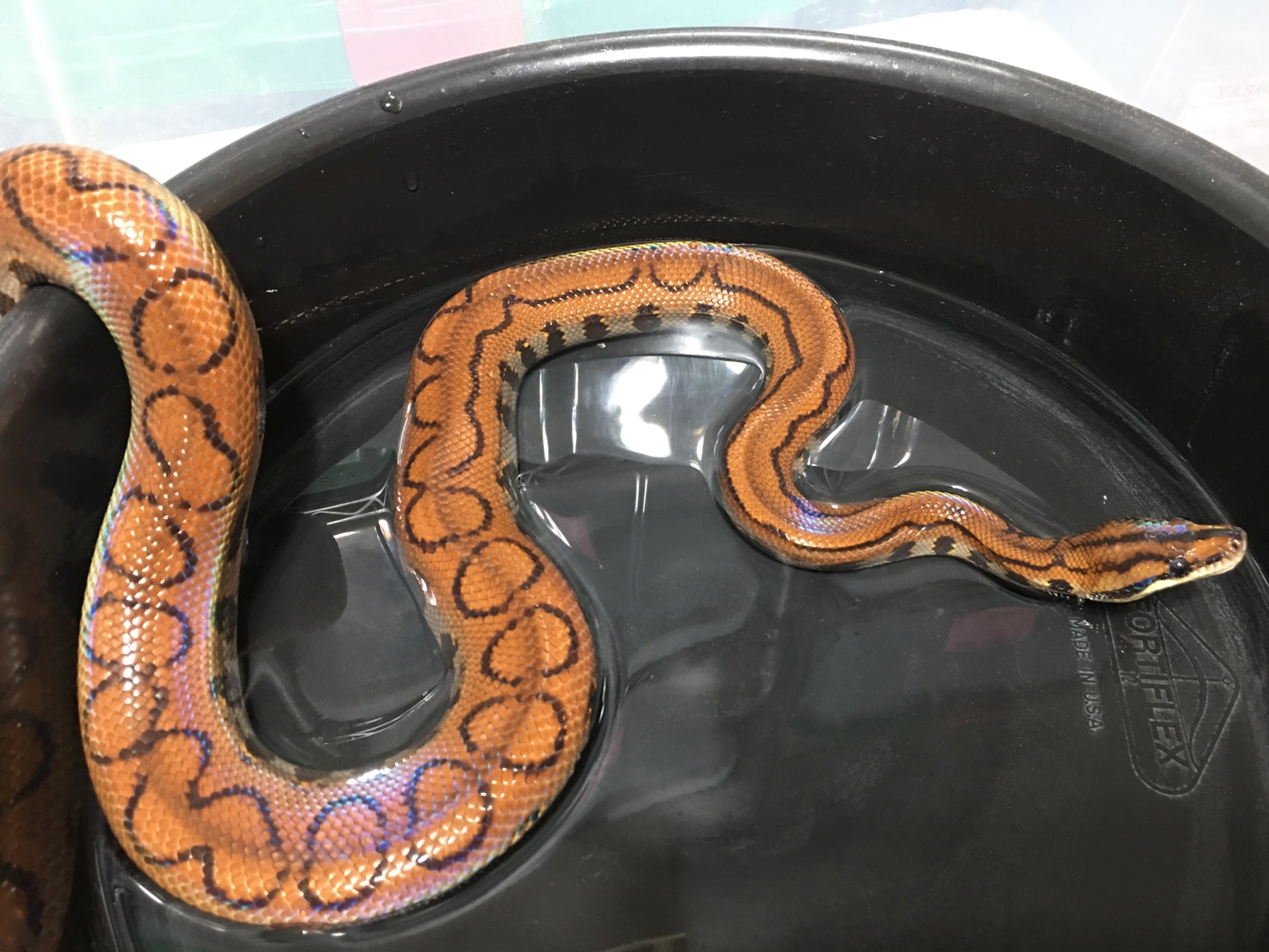 2015 Proven Male Pinstripe Brazilian Rainbow Boa by Reese Rainbows and Reptiles