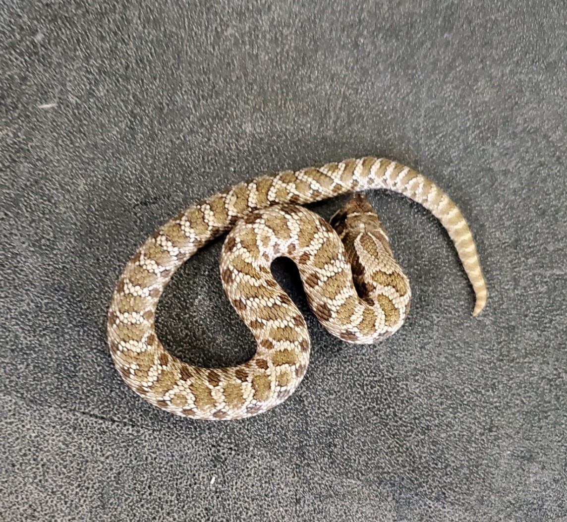 Normal Western Hognose by A-List Animals
