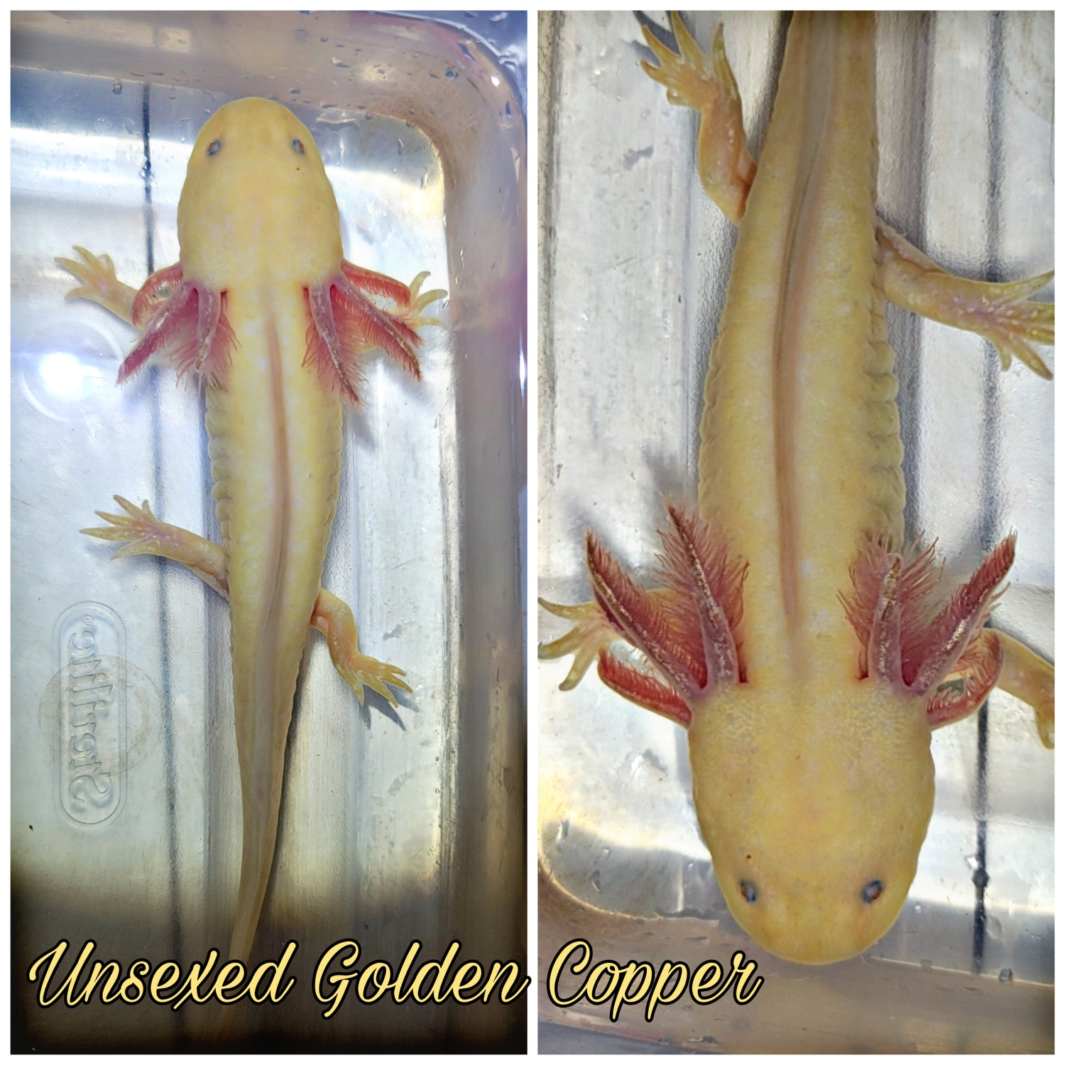 Golden Copper Aka Golden Wonder Axolotl by A Lotl Love