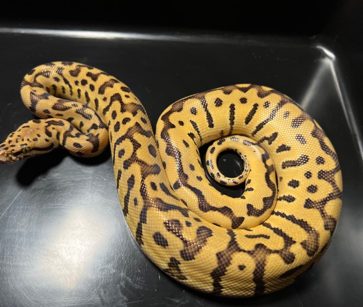 BurmBall Bumblebee from parring of female Greene Burmese and male Killer bee Mojave Ball Python by Silesia Reptiles 2