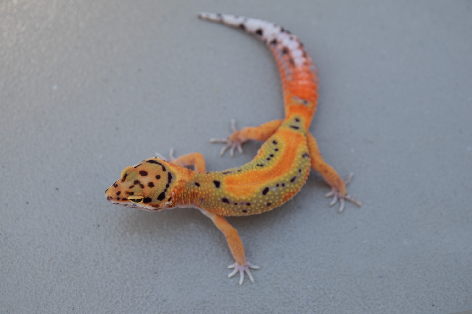 TSF G Project X Inferno Ph Tremper Ph Eclipse Leopard Gecko by Bubba’s Living Emporium