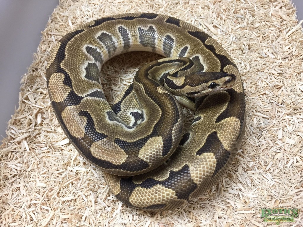 Puzzle Ball Python by Exotics by Nature Co.