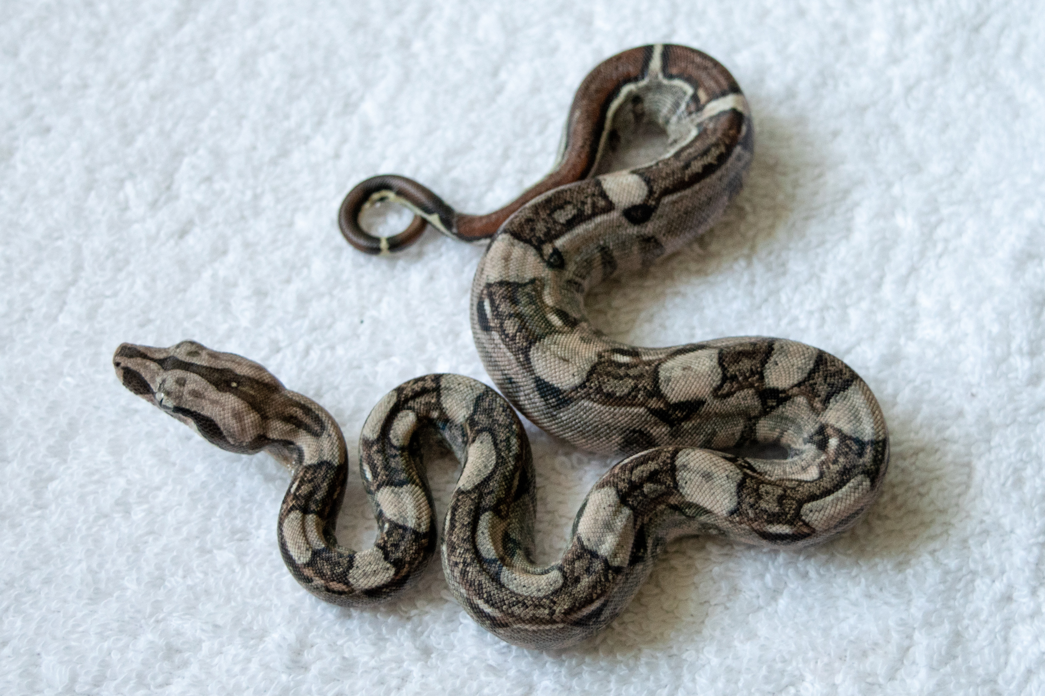 Kubsch Pastel Boa Constrictor by South West Boids
