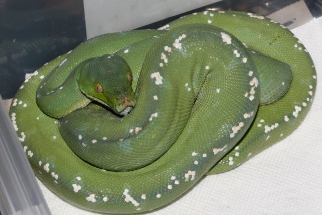 Aru Green Tree Python by Extraordinary Ectotherms