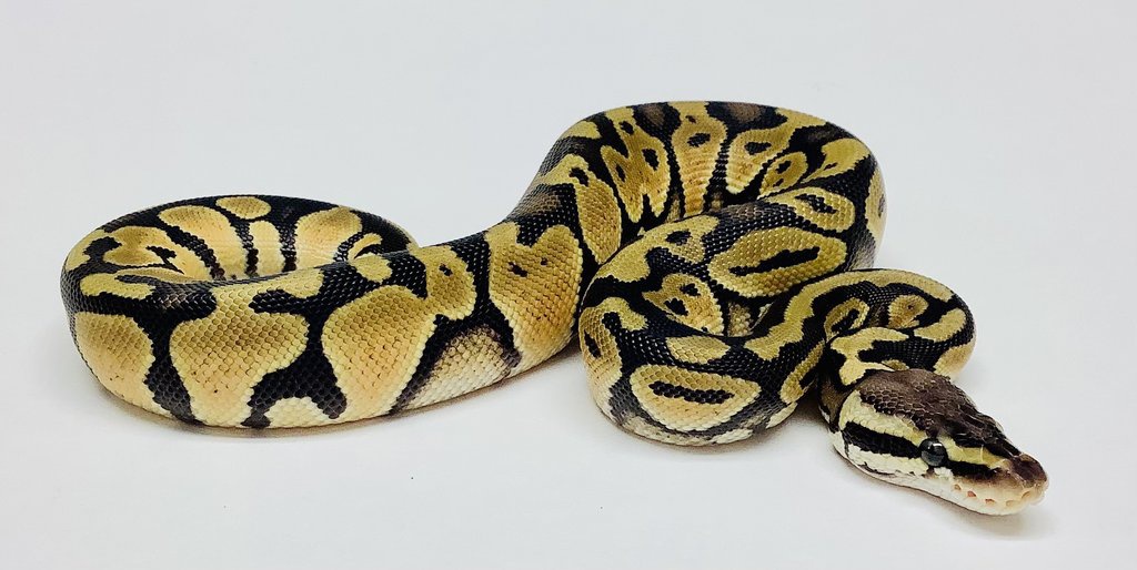 Pastel Ball Python by BHB Reptiles
