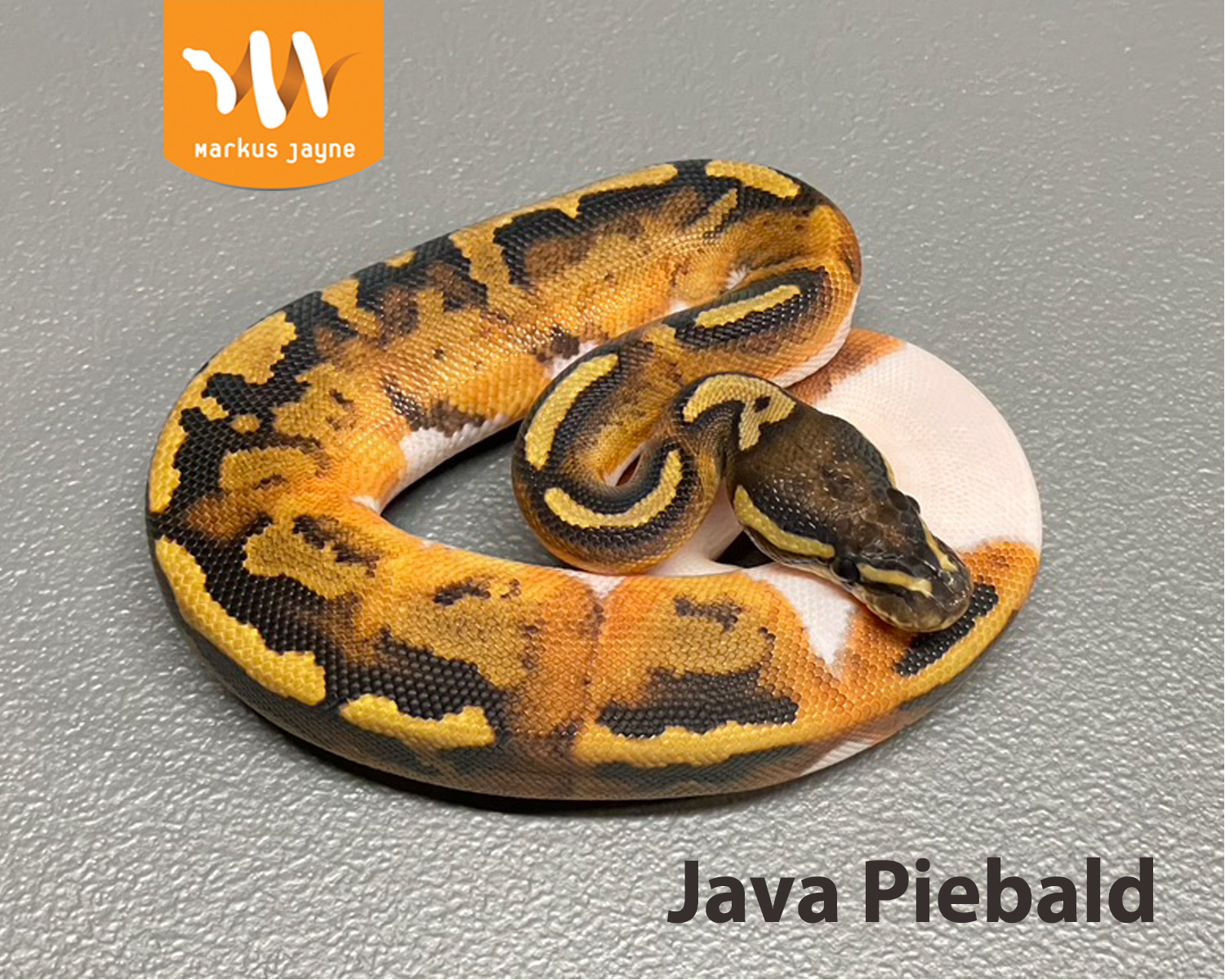 Java Piebald By Markus Jayne Ball Pythons