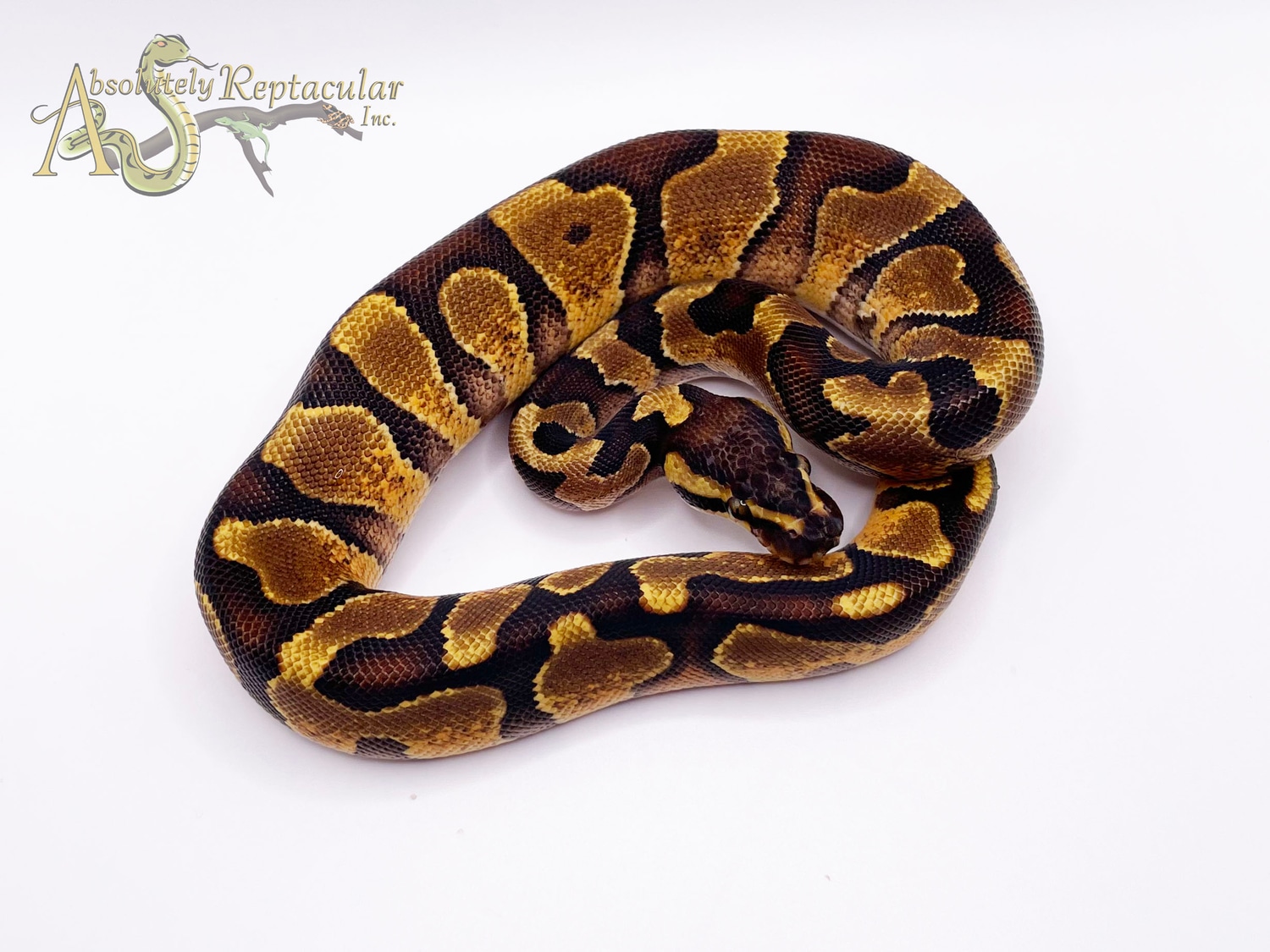 Enchi Surge Ball Python by Absolutely Reptacular