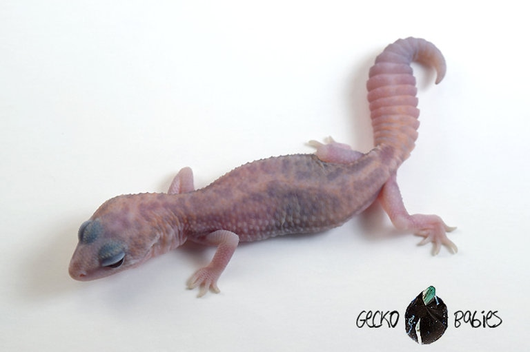 Ghost Patternless 50% Het Oreo ( Possible White Out In It) African Fat-Tailed Gecko by Gecko Babies