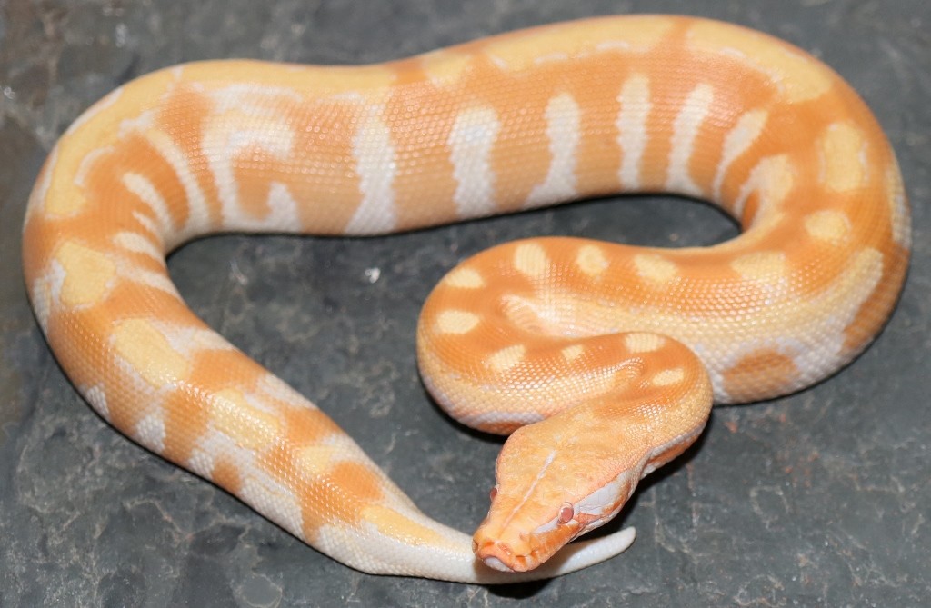 T- Albino Blood Python by Molecular Reptile