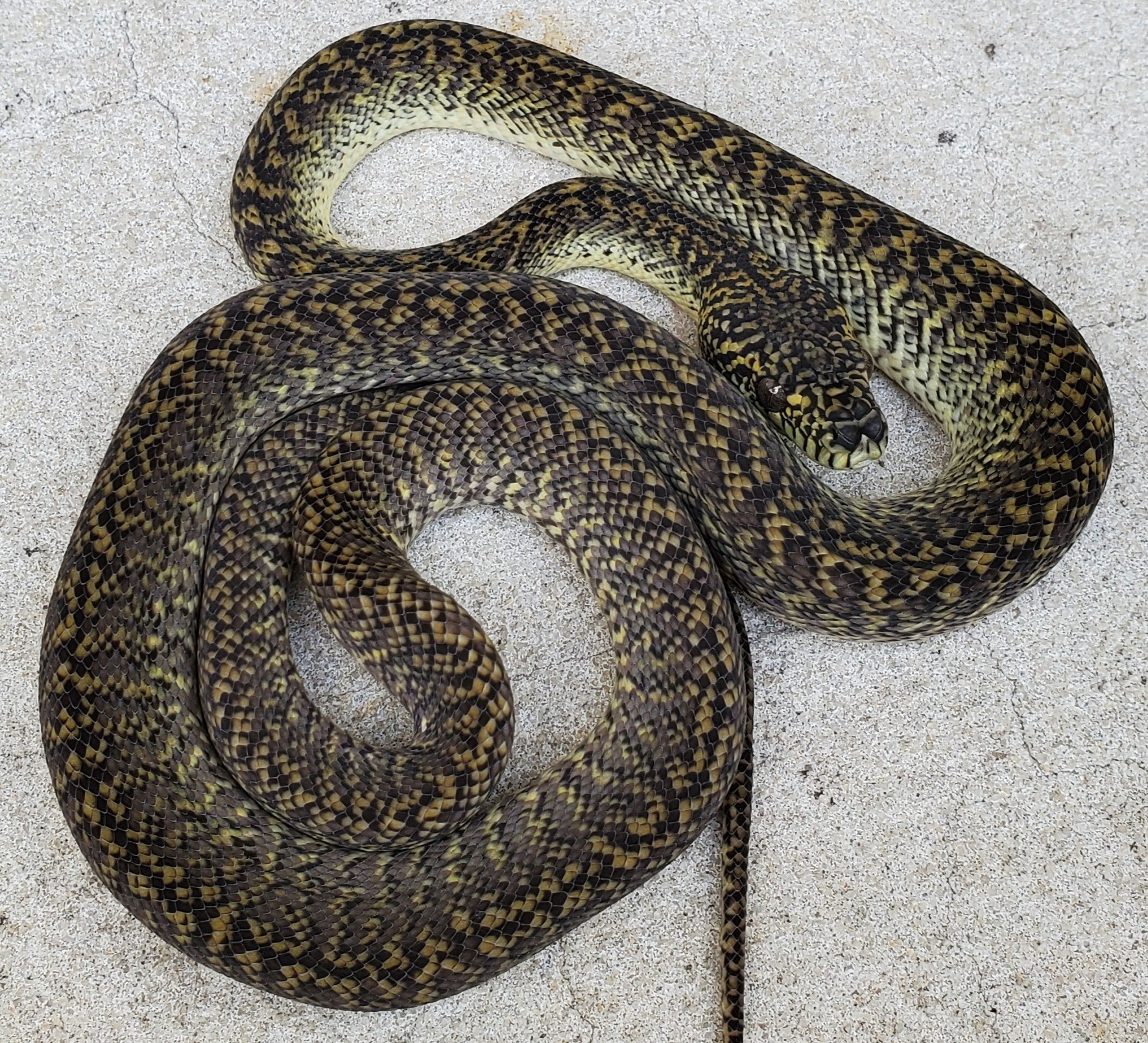 Granite Irian Jaya Carpet Python by Tierra de Morelia