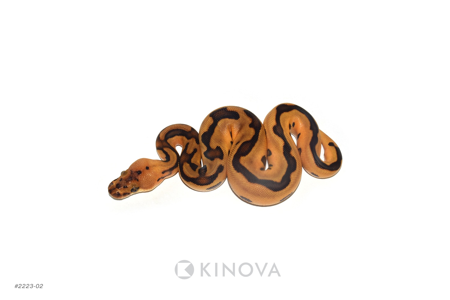 Clown Ball Python by Exotic Empire Pets - MorphMarket