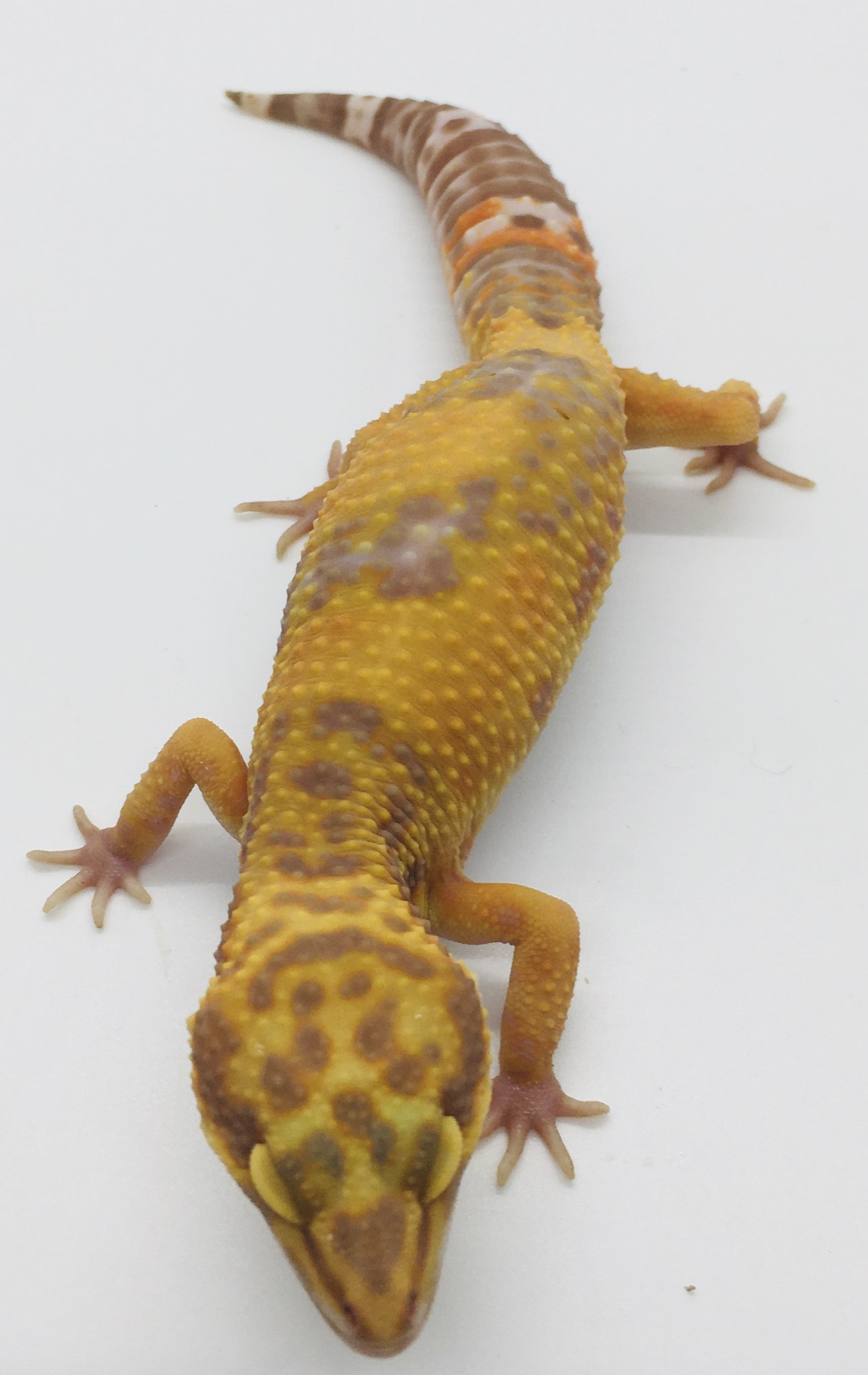 Blood Emerine Leopard Gecko by Moonbeam Geckos