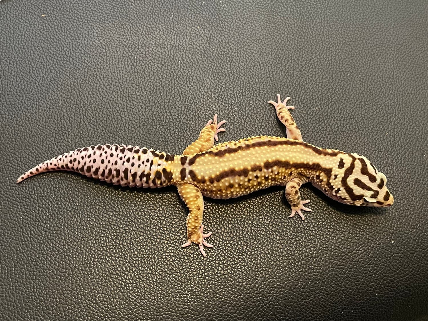 GGG Bold Stripe Leopard Gecko by Blizzy Bold Leos